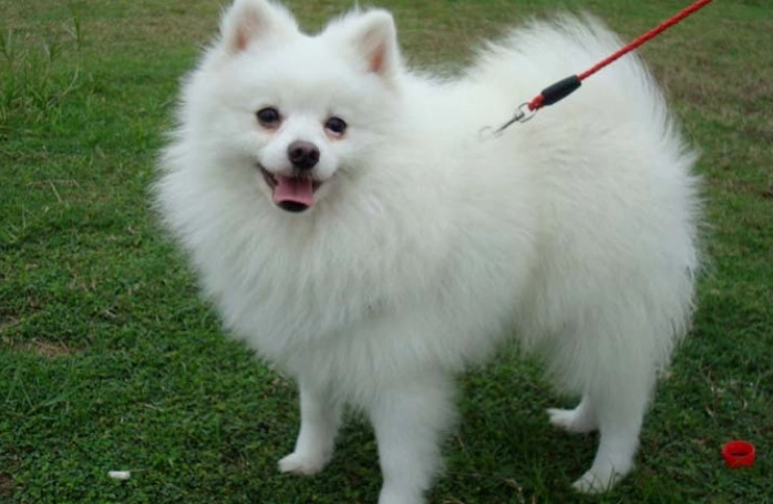 狐狸犬大小比較 狐狸犬大小比較