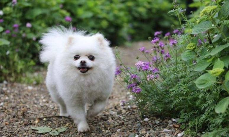 博美犬飼養