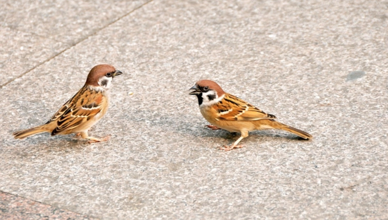 鳥類智力 鳥類智力