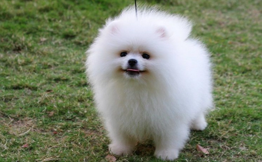 博美犬疾病預防 博美犬疾病預防
