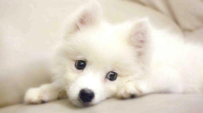 日本狐狸犬訓練 日本狐狸犬訓練