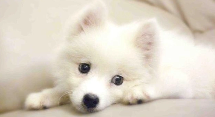狐狸犬大小比較 狐狸犬大小比較