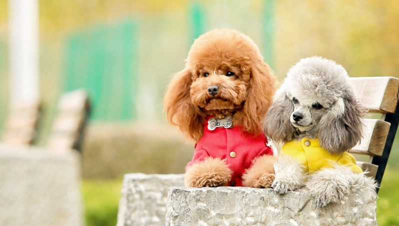 比熊犬貴賓犬比較 比熊犬貴賓犬比較