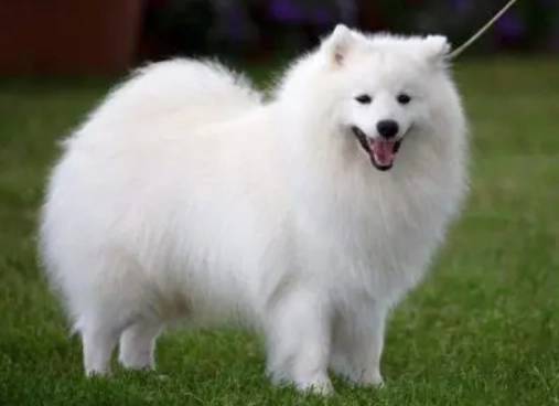 日本狐狸犬訓練 日本狐狸犬訓練