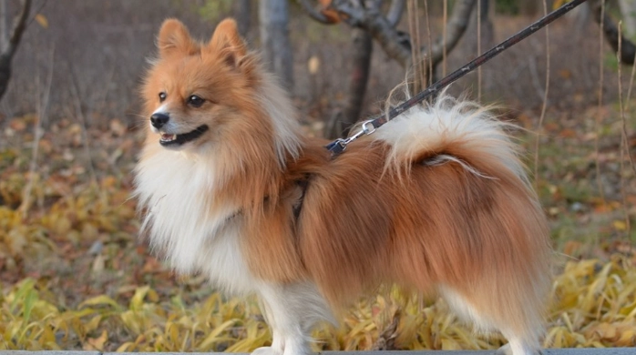 狐狸犬標準尺寸 狐狸犬標準尺寸