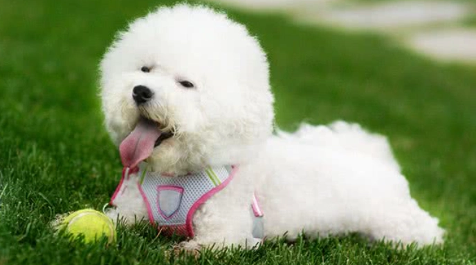 白貴賓比熊飼養 白貴賓比熊飼養