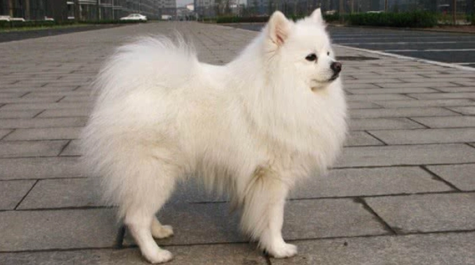 日本銀狐犬 飼養 日本銀狐犬 飼養
