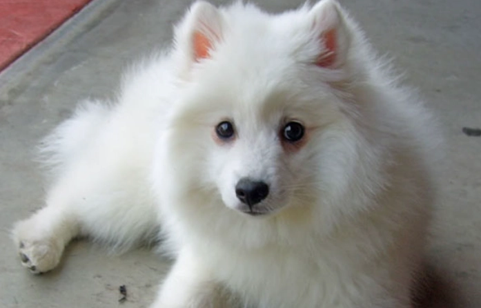 日本銀狐犬大小 日本銀狐犬大小