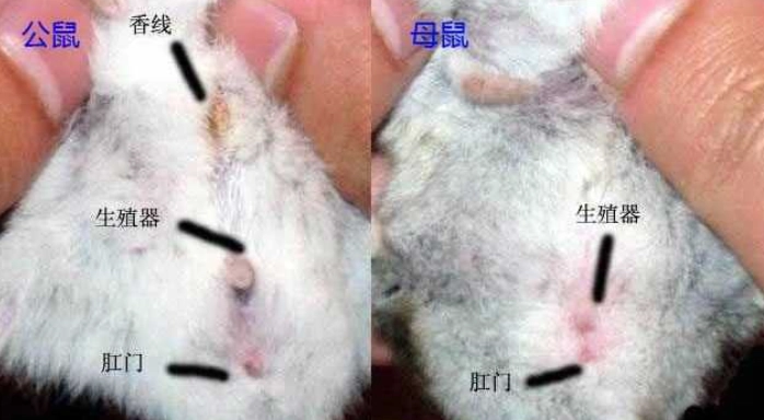 倉鼠香腺堵塞 倉鼠香腺堵塞