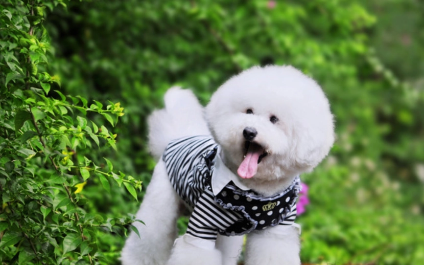 比熊犬性格 比熊犬性格