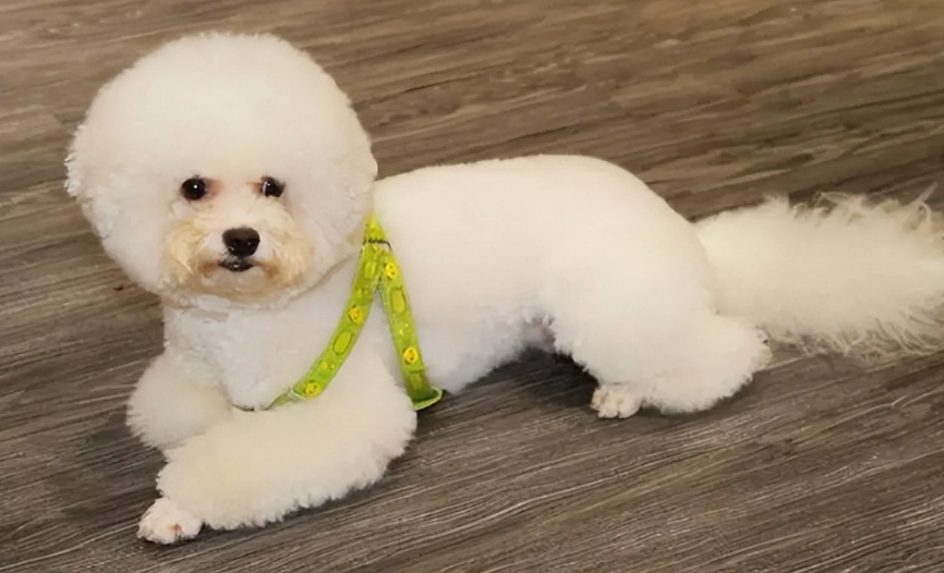 比熊犬性格 比熊犬性格