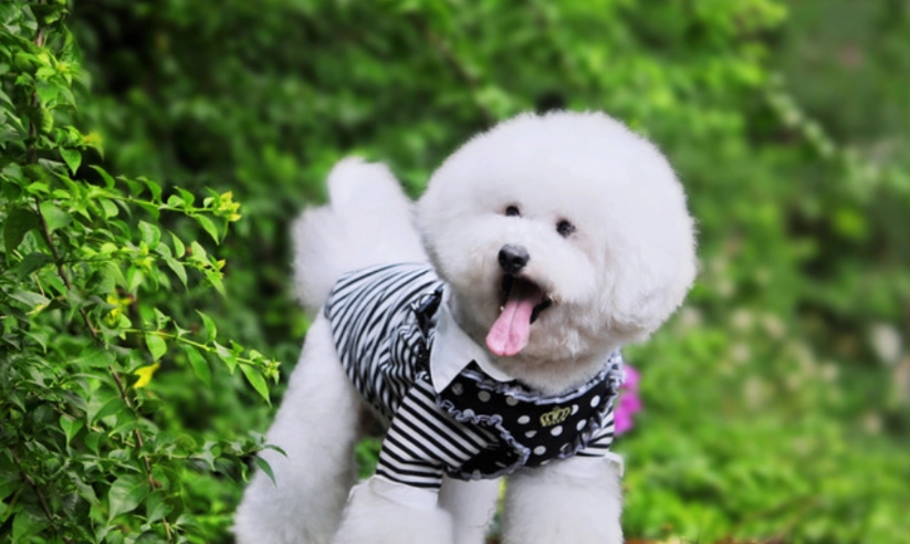比熊犬體重標準 比熊犬體重標準