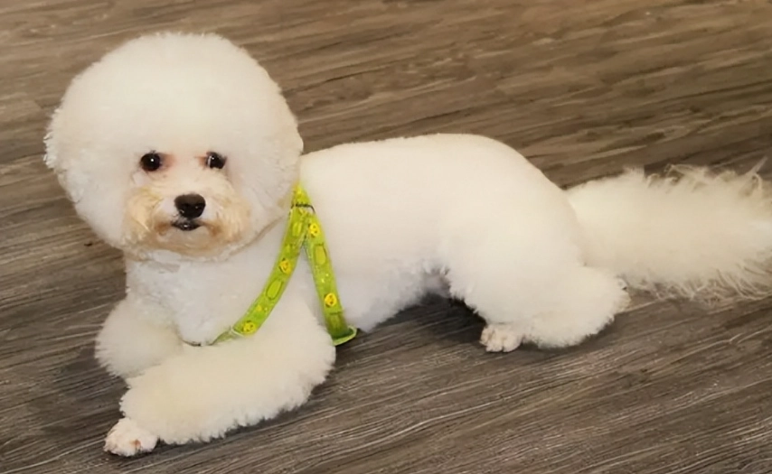 比熊犬體重標準 比熊犬體重標準