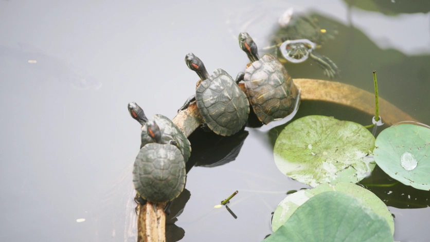 烏龜飼養指南 烏龜飼養指南