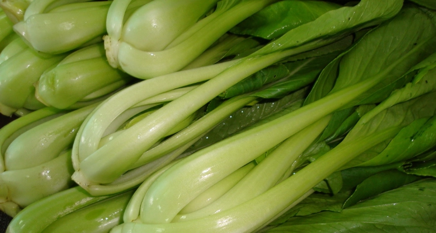 兔子食物 兔子食物