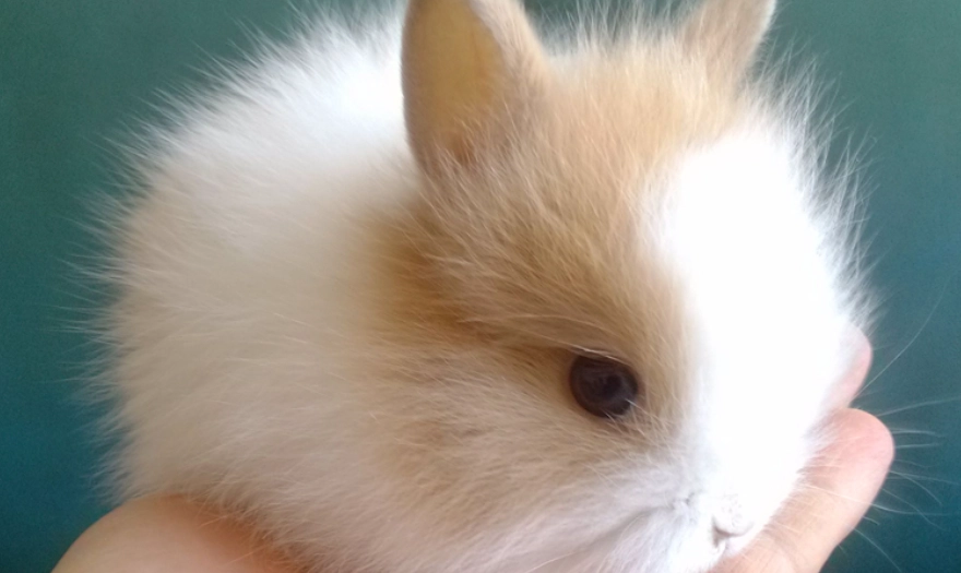 迷你兔飼養 迷你兔飼養