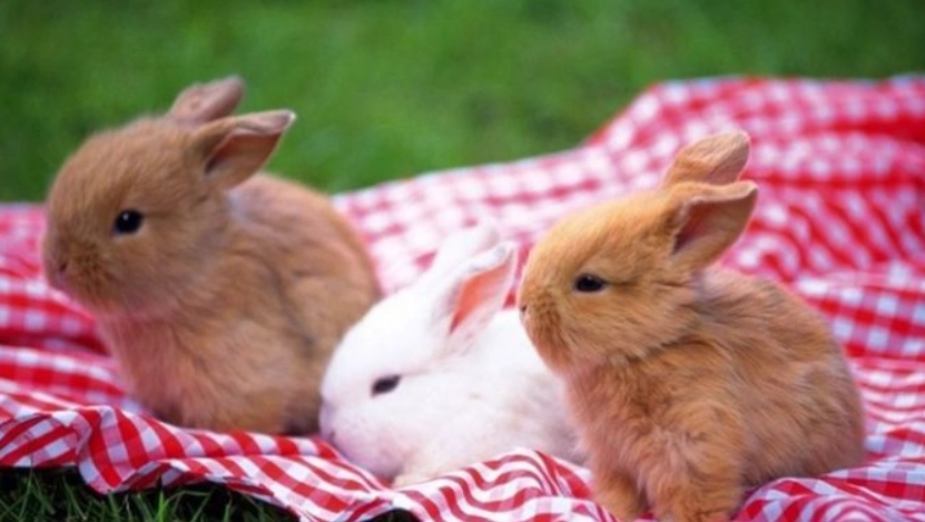 迷你兔飼養 迷你兔飼養
