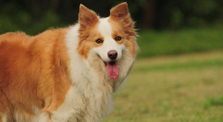 邊境牧羊犬飼養方法 邊境牧羊犬飼養方法