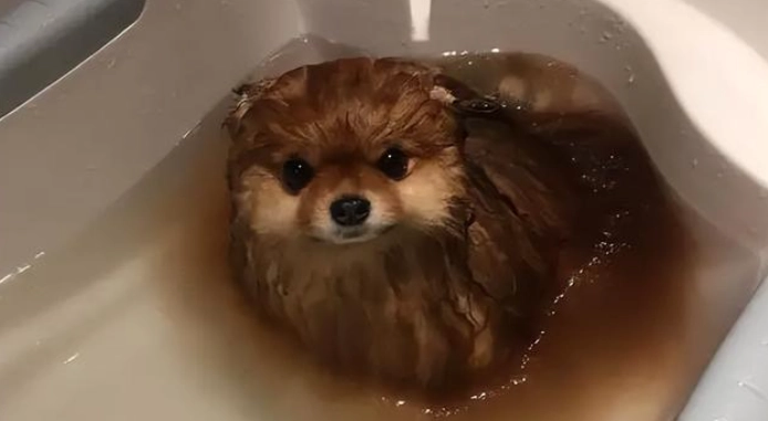 博美狗洗澡頻率 博美狗洗澡頻率