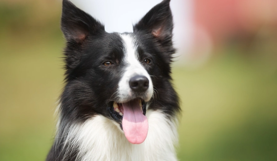 邊境牧羊犬適合公寓嗎 邊境牧羊犬適合公寓嗎