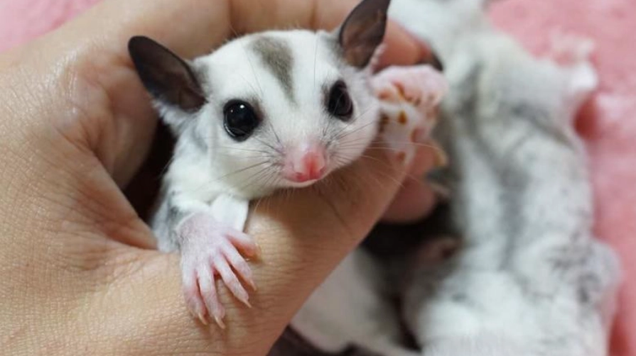 蜜袋鼯飼養指南 蜜袋鼯飼養指南