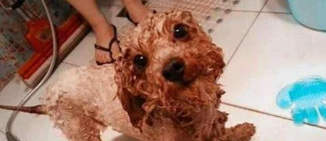 貴賓狗多久洗一次澡 貴賓狗多久洗一次澡