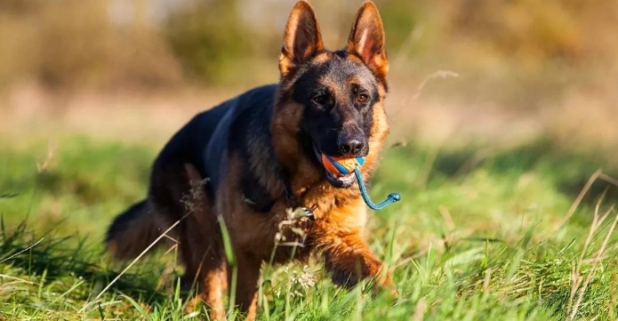 德國牧羊犬洗澡 德國牧羊犬洗澡