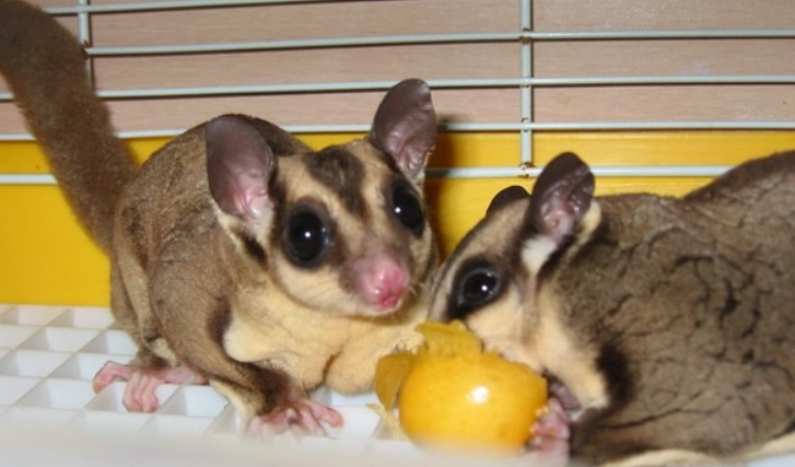 蜜袋鼯飼養指南 蜜袋鼯飼養指南