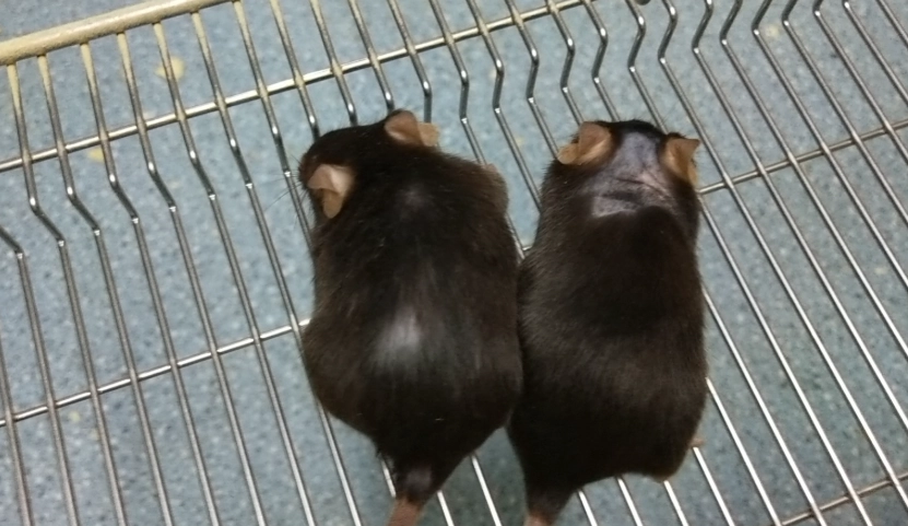 倉鼠壽命 倉鼠壽命