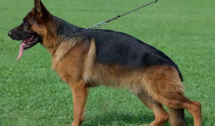 德國牧羊犬洗澡 德國牧羊犬洗澡