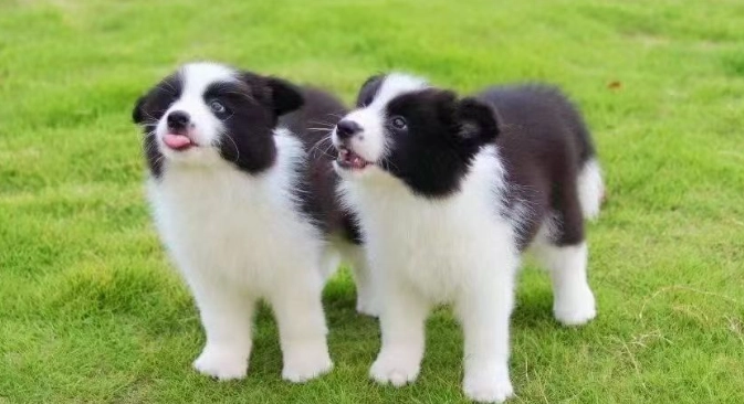 邊境牧羊犬適合公寓嗎 邊境牧羊犬適合公寓嗎