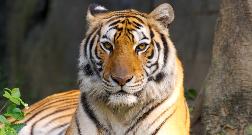 貓科動物種類 貓科動物種類