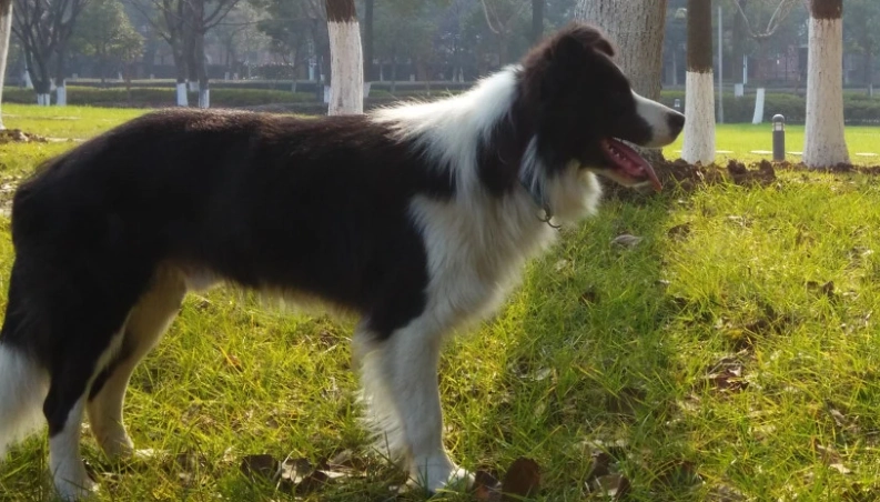 邊境牧羊犬適合公寓嗎 邊境牧羊犬適合公寓嗎