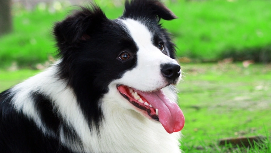 邊境牧羊犬飼養方法 邊境牧羊犬飼養方法