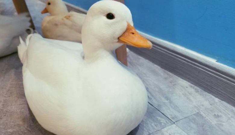 柯爾鴨飼養方法 柯爾鴨飼養方法