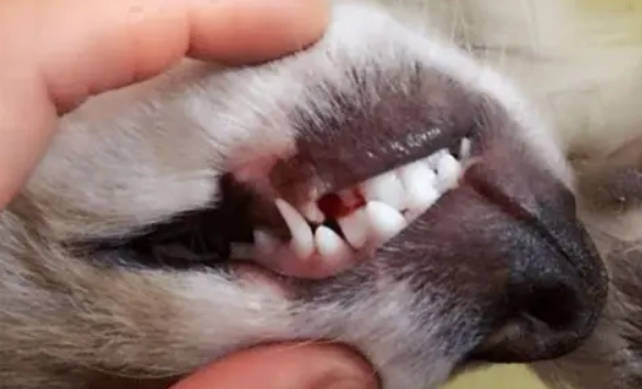 狗牙齦炎 狗牙齦炎