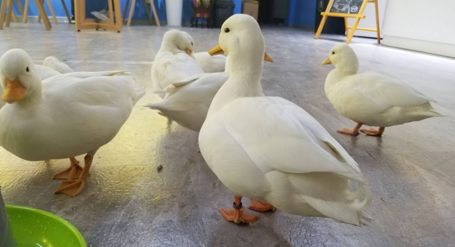 柯爾鴨飼養方法 柯爾鴨飼養方法