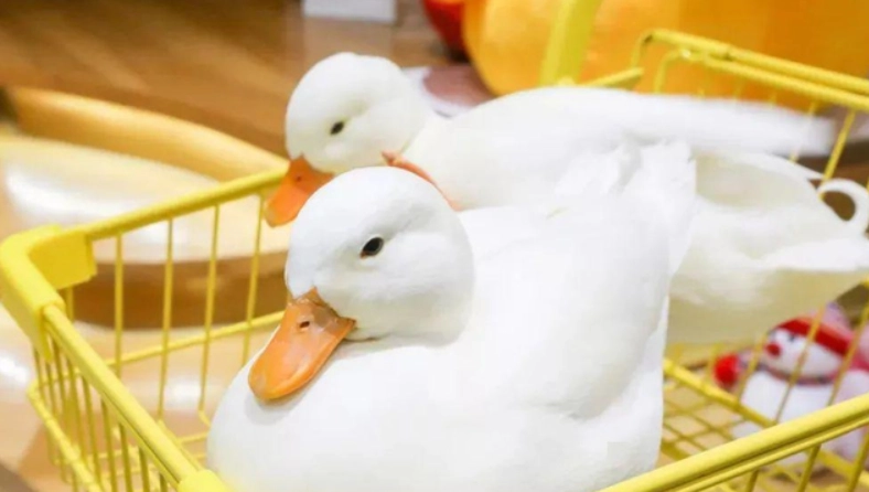 柯爾鴨價格 柯爾鴨價格