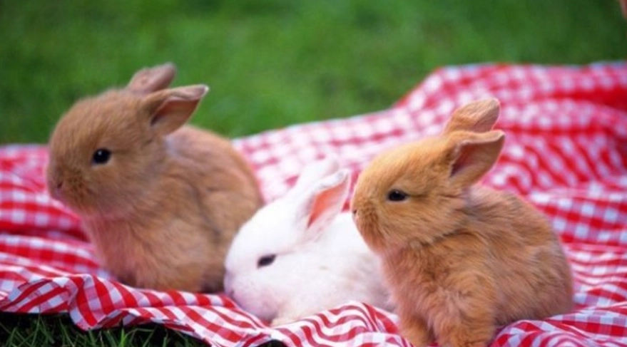 兔子飼養方法 兔子飼養方法
